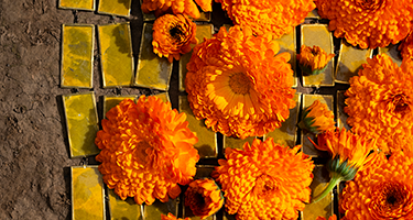 カレンデュラ（兵庫県淡路島・北海道下川町）素材のフェイスケア