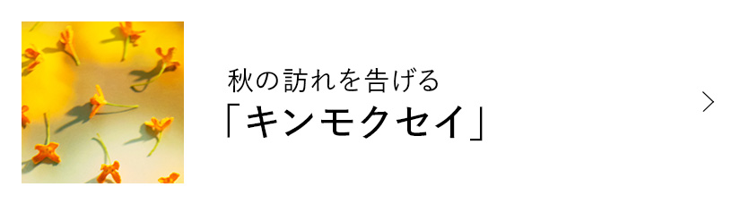 秋の訪れを告げる「キンモクセイ」