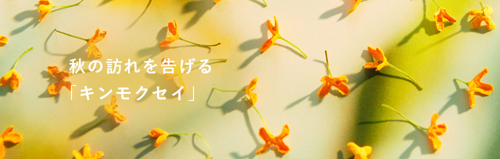 秋の訪れを告げる「キンモクセイ」