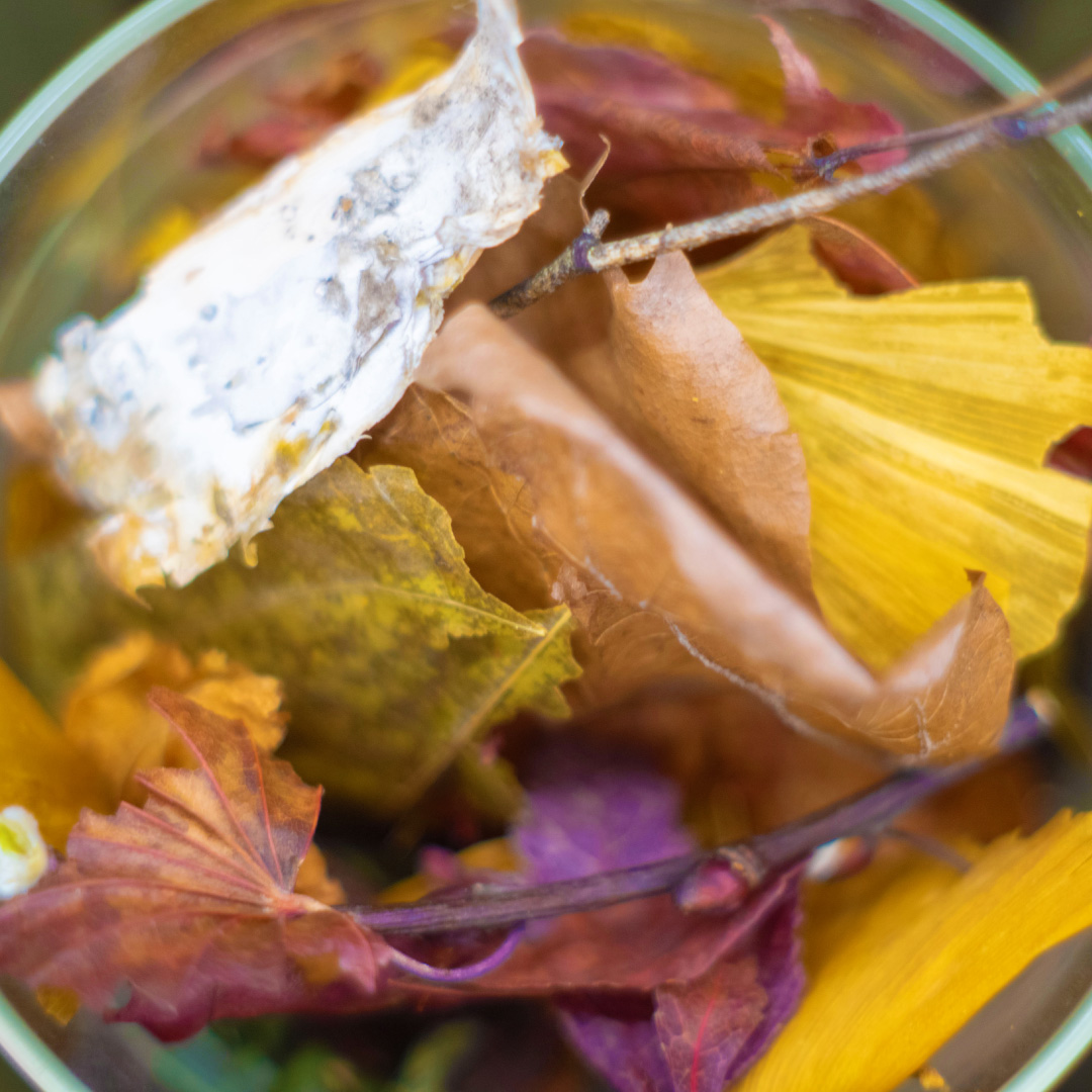 森の今を受けとり、未来の森へ繋ぐために。<br>『ホワイトティー フレグランスポプリ』が登場