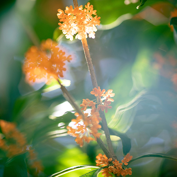 ＜ビューティーコラム vol.09＞SHIROのキンモクセイはどんな香り？口コミ・評判や付け方も紹介