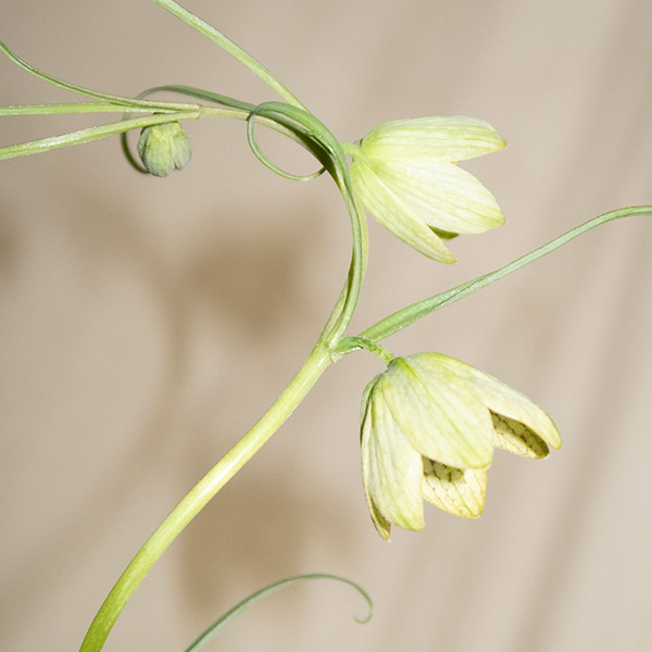 ＜ビューティーコラム vol.45＞フローラルの香りとは？主な種類や香水の利用シーンをご紹介