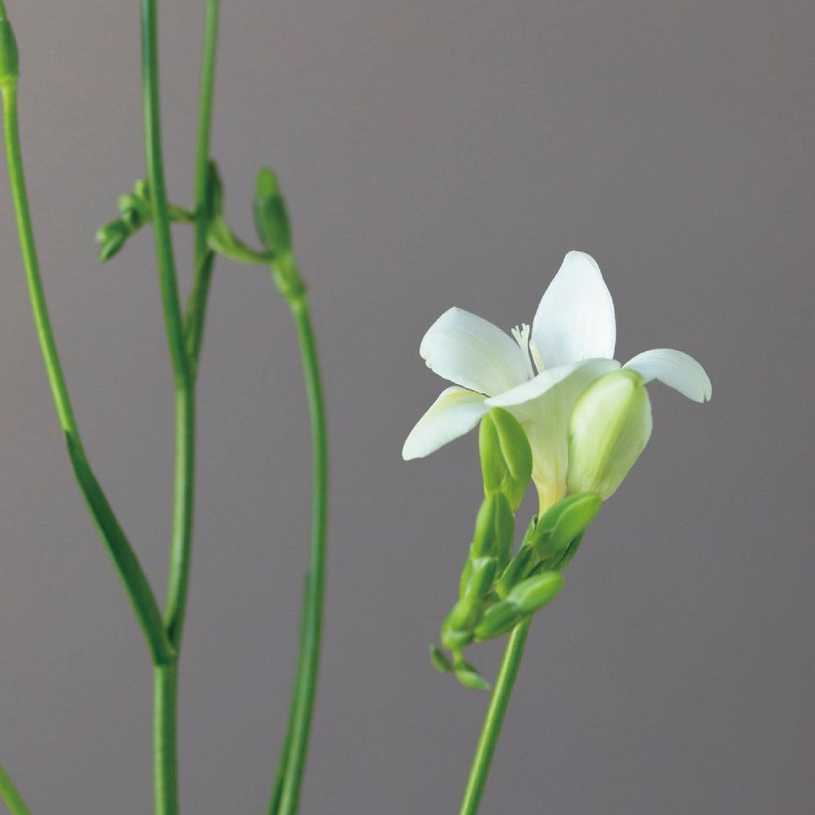 自分らしく、誰かと共に働くこと
