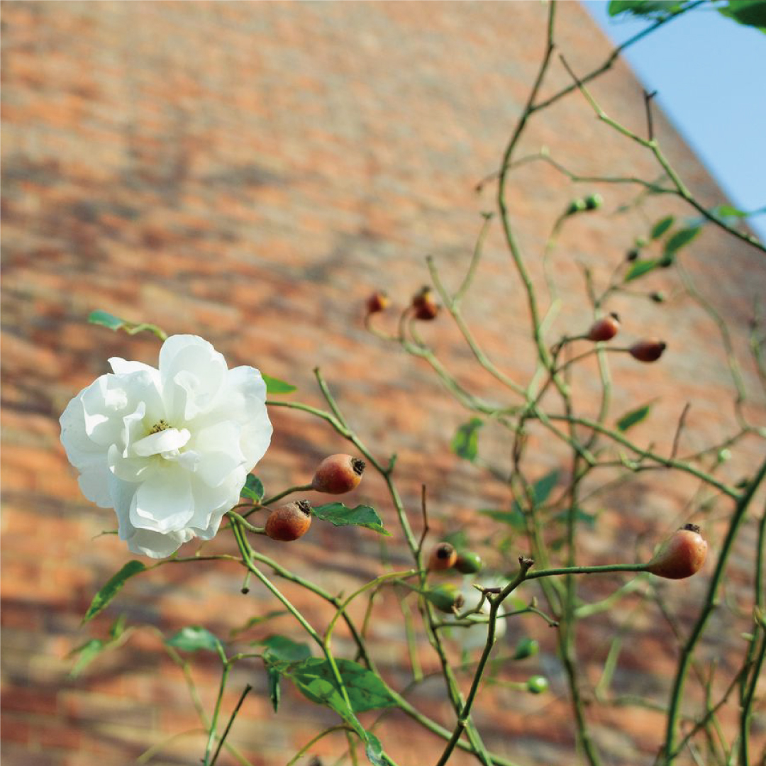お客様の声が届いた日 私たちのあの日のサボン