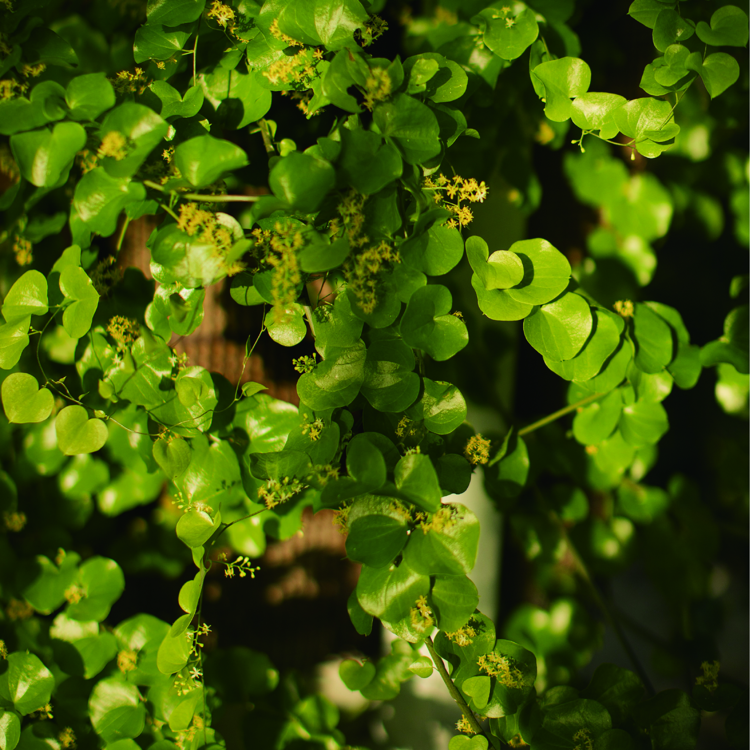 植物の恵み 育てる人の苦労と想い