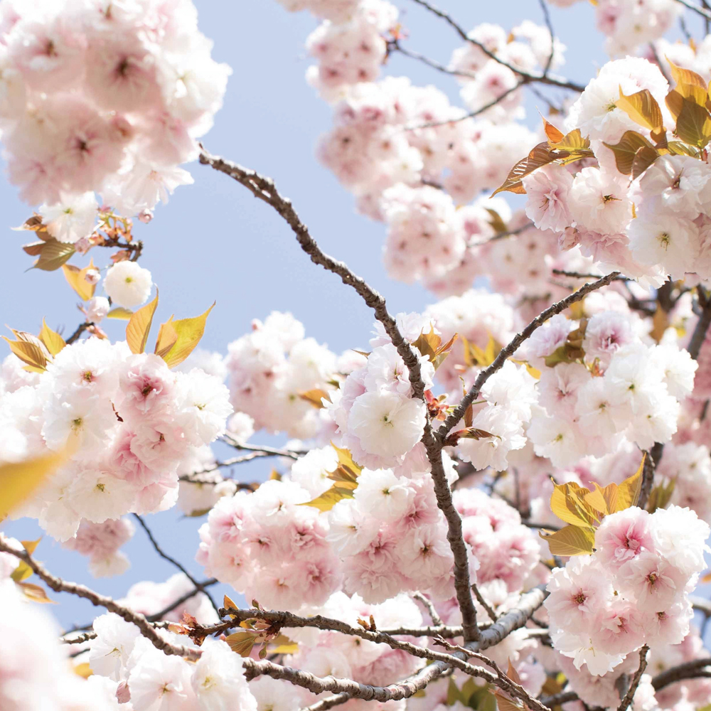 「さくら咲け」の願いと共にある香り