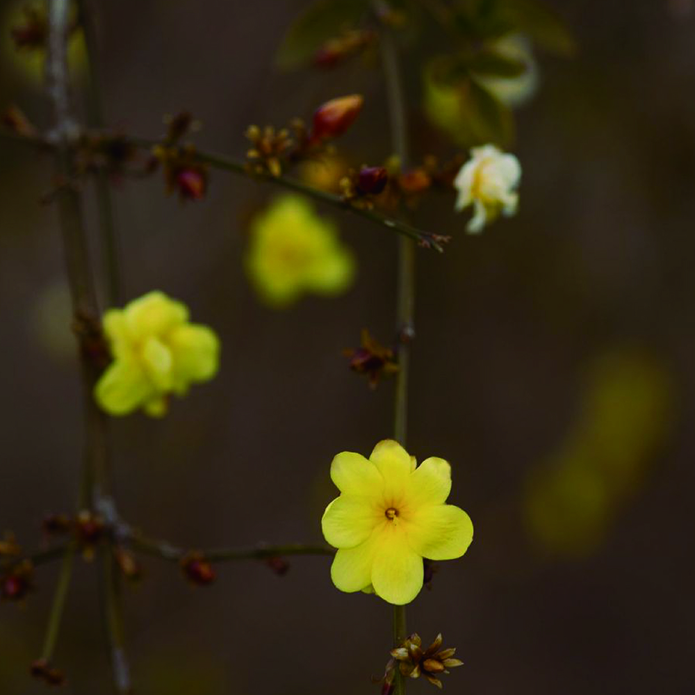 未来への願いを届けたい