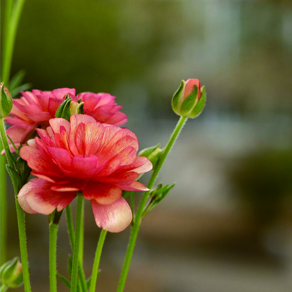 香りを届けること、その想いについて