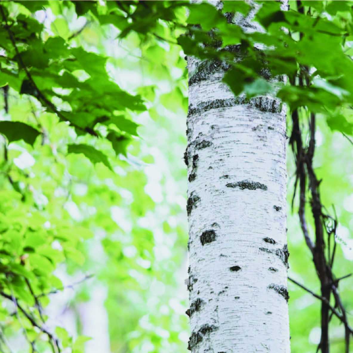 変化していく自然、自分、そしてブランド