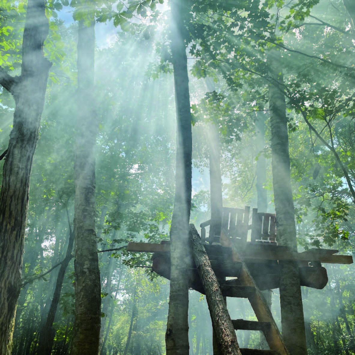 素敵な森、人の物語の1ページをつくること