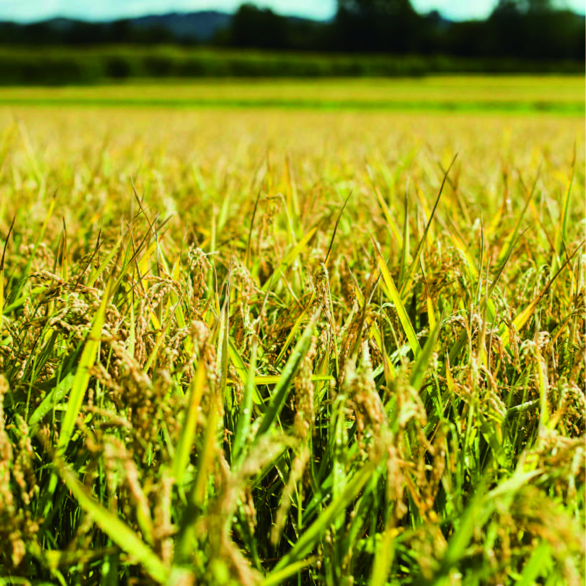 酒かす製品が生まれる旅