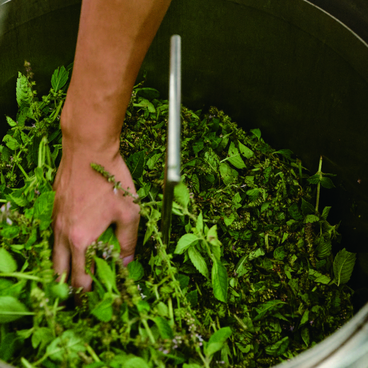 植物に魅了されて淡路島に住む