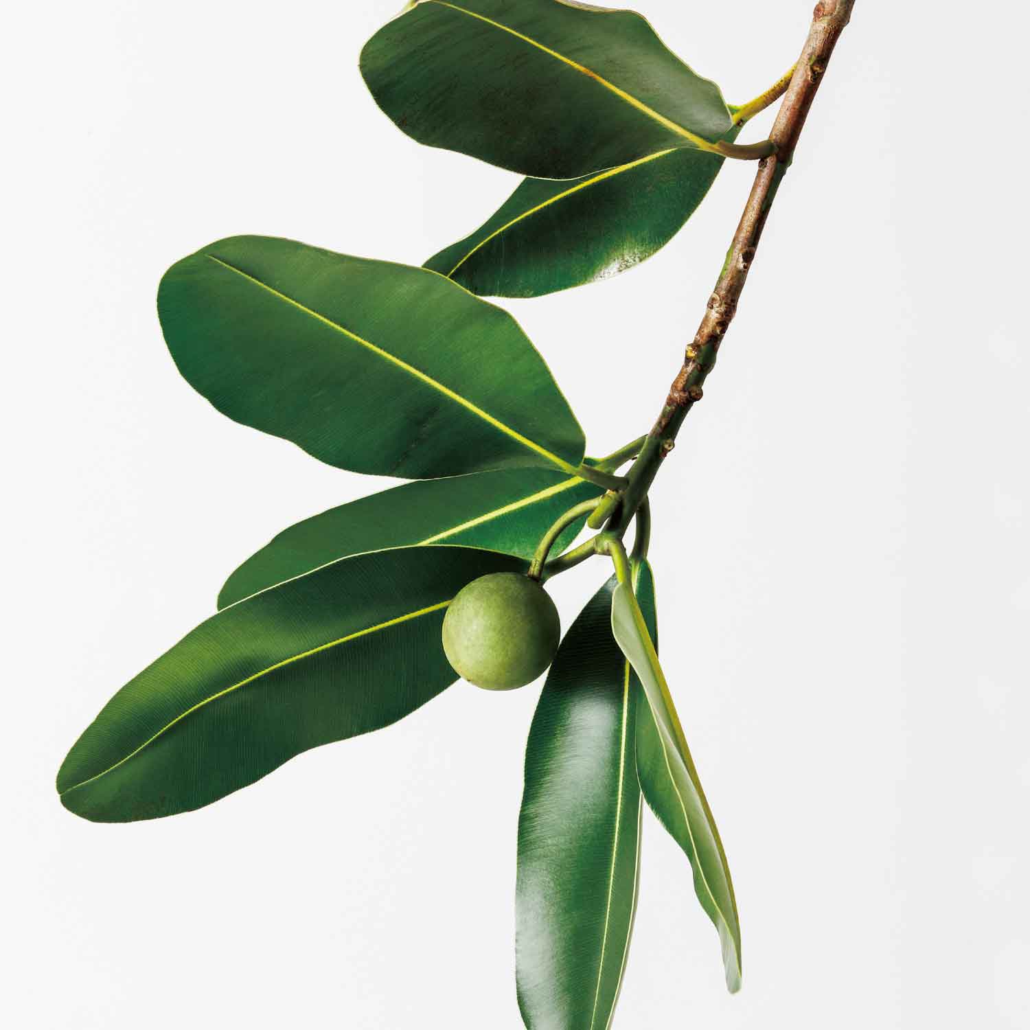 【本日発売】タマヌオイルインセラム リニューアル