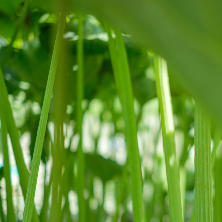 ゆらぎ知らずの肌へ導く「ふき」が旬シリーズに初登場大地の息吹を感じる整いのスキンケア