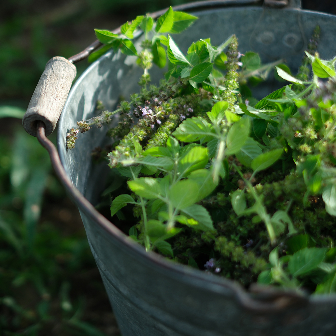 旬シリーズよりホーリーバジルのオイルインウォーターが今年も登場素材にとことん向き合い、肌と心のための香りをすぐにお届けします