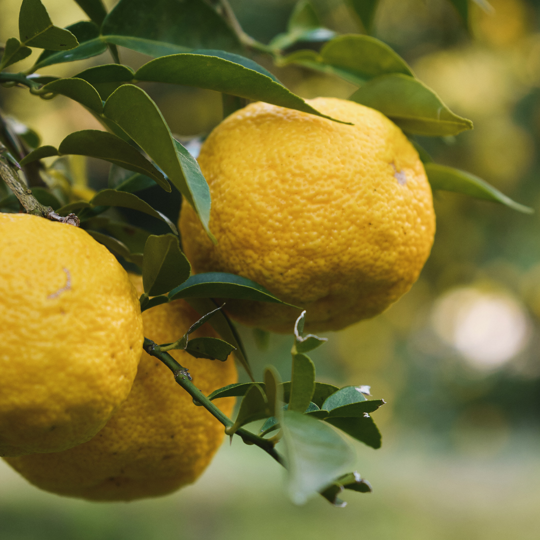 もぎたてのゆずをそのまま肌へ。木頭ゆずの豊かな香りとたっぷり蓄えられた栄養を、いち早くお届け。