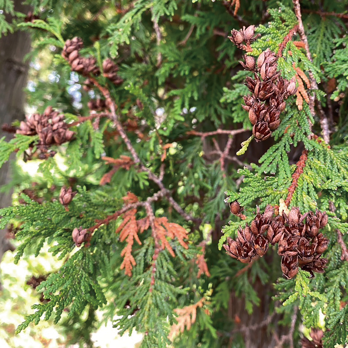 色とりどりの植物が、やさしい時間を紡ぎだす。森から生まれた『ホワイトティー フレグランスポプリ』が登場