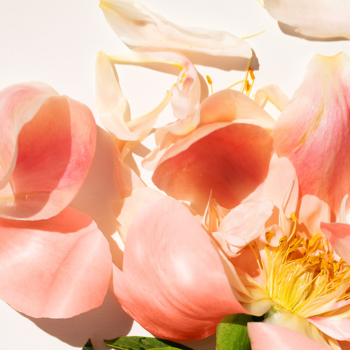 フルーツと花々が優雅に香り、新たな魅力が咲き誇る限定フレグランス「ピーチピオニー」が初登場