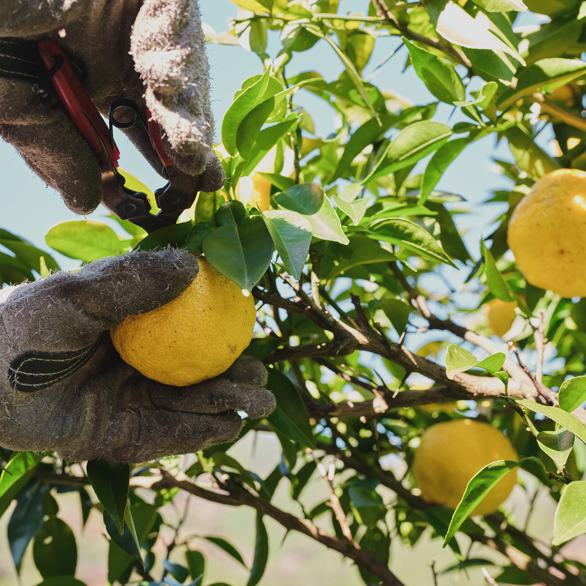 株式会社シロは2025年7月22日（火）に徳島県那賀町と「地域農業活性化包括連携協定」を締結