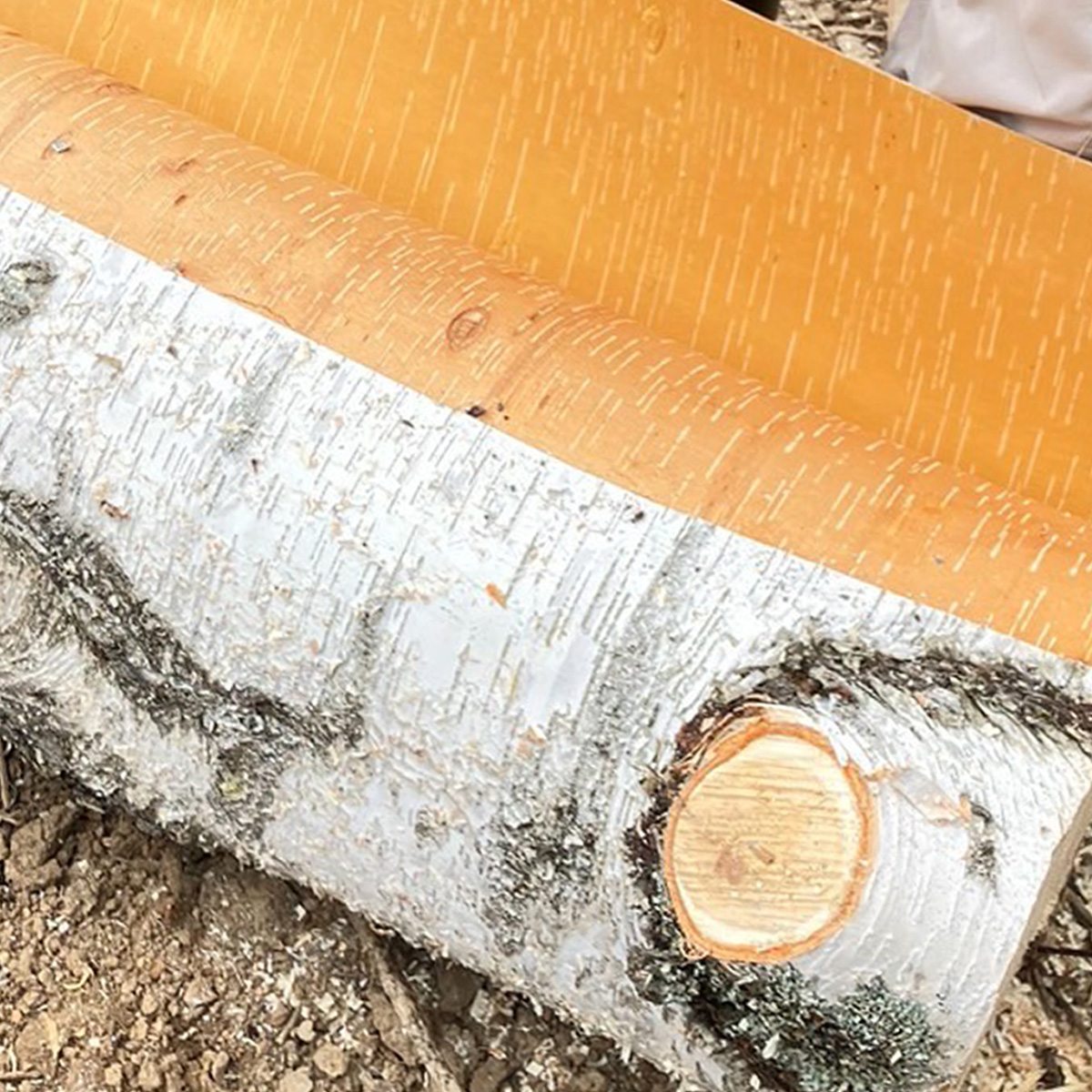 夏の肌に大地の栄養をたっぷり届ける「白樺 2025」が旬シリーズに登場