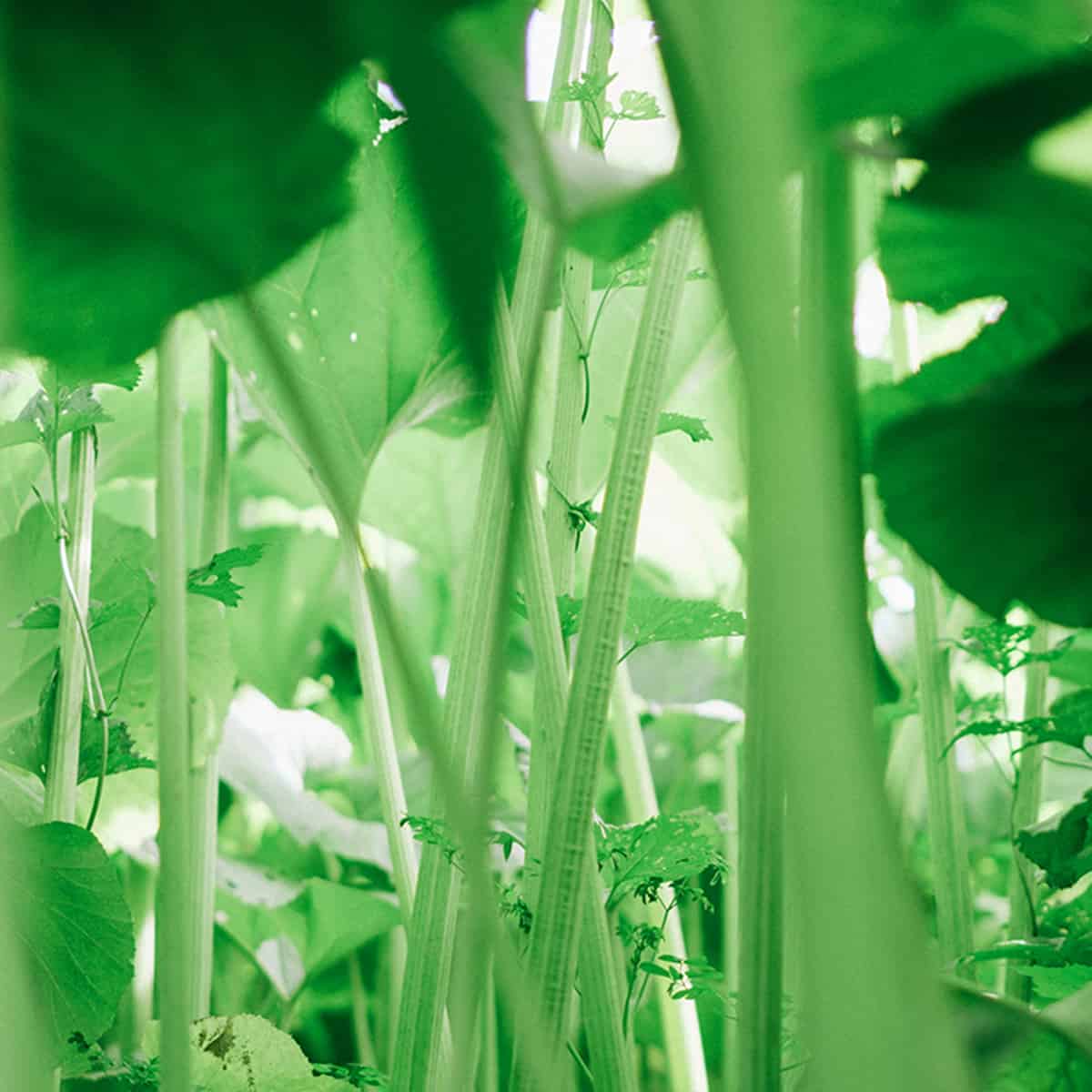 【更新】SHIROのシンプルなものづくりを象徴するラワンぶきを使った新たなスキンケアアイテムが定番と旬シリーズに登場