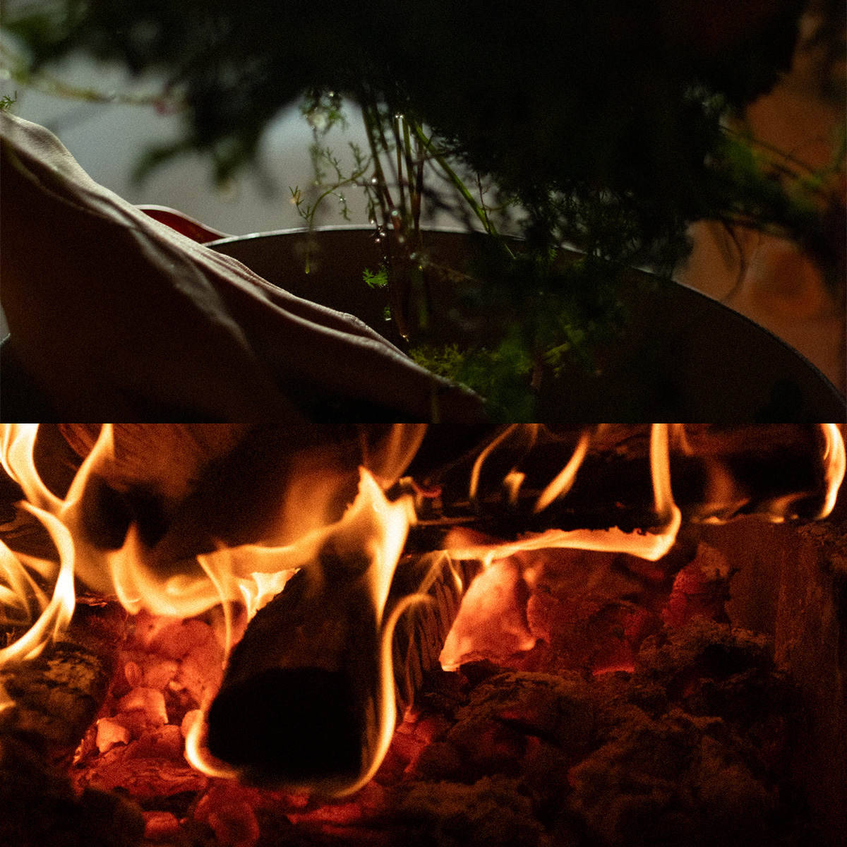 レストランを開き、森の恵みと香りを味わう、イノベーティブレストラン『MORISHIRO』がオープン