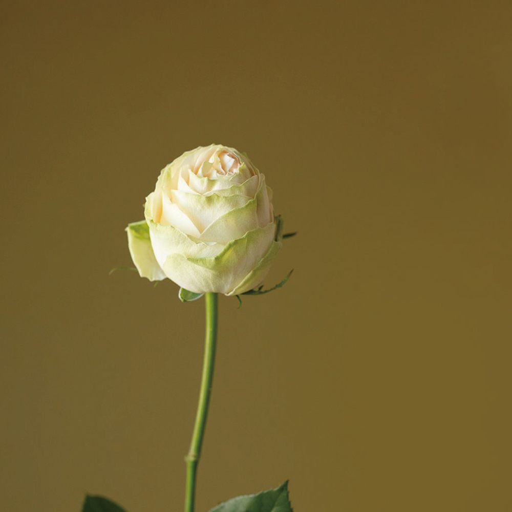 SHIROと皆さまとの距離を縮めたい