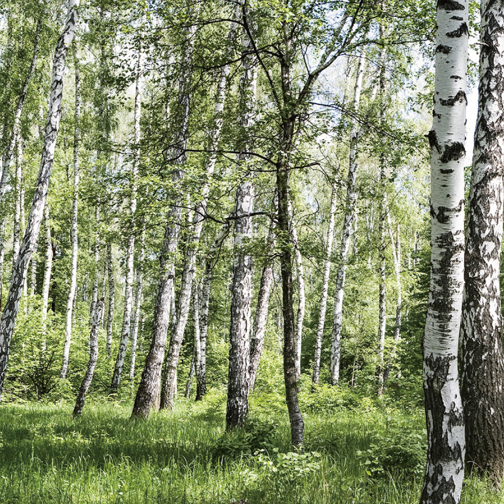 【日程変更】「森のワークショップ」6月11日（土）開催白樺エキスの原料‘新芽’を摘む素材の旅へ。※お申し込みは一時終了しております