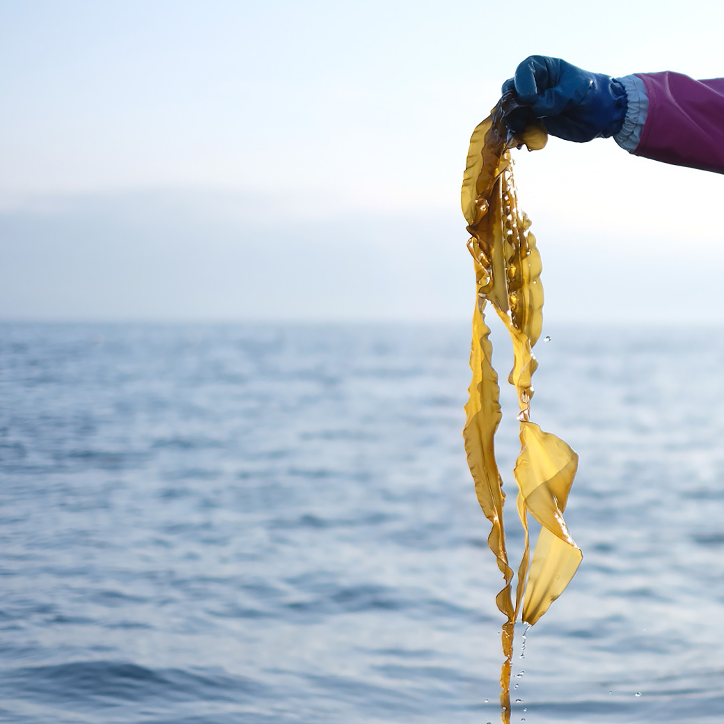 「旬シリーズ」にがごめ昆布美容液が初登場