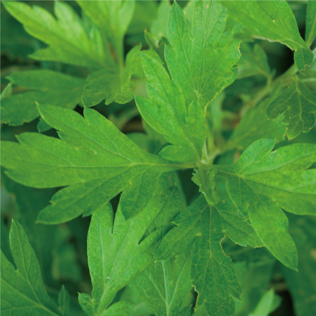 穏やかな香りとともに、夏終わりの肌をいたわる『ヨモギ 2024』が旬シリーズに初登場