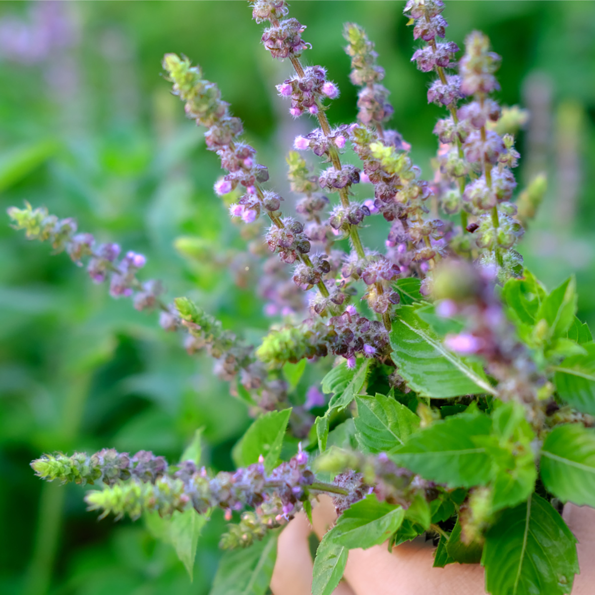 朝摘みのみずみずしい香りとパワーを肌へ届ける『ホーリーバジルオイルインウォーター 2024』