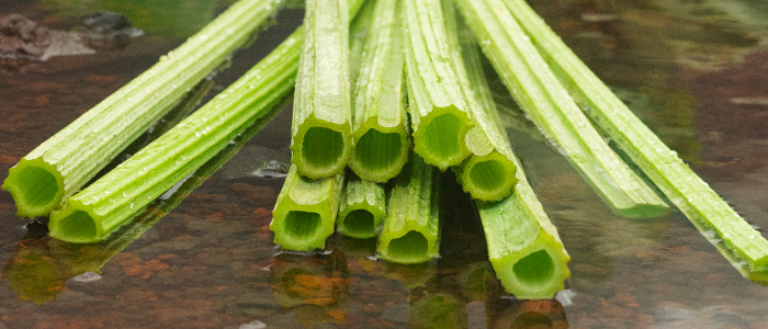 ラワンぶきの素材画像