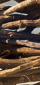 カンゾウのイメージ画像