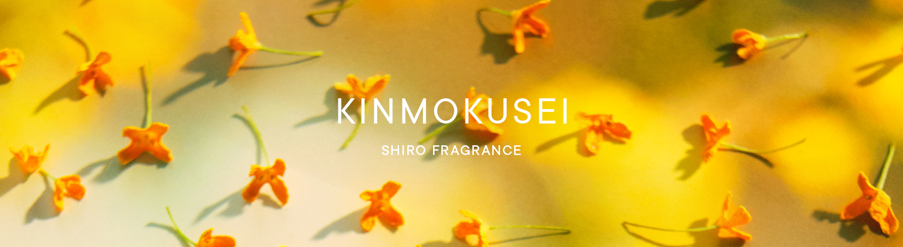 道端で香る金木犀そのものの香り「キンモクセイ」